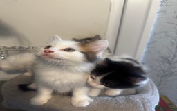 Ragdoll cats for sale: Beautiful Ragdoll Kittens  - Image 3