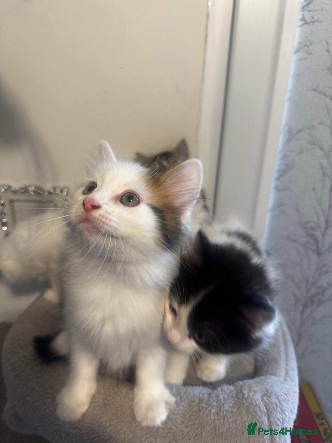Ragdoll cats for sale: Beautiful Ragdoll Kittens  - Image 3