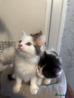 Mixed Breed cats - Advert 2