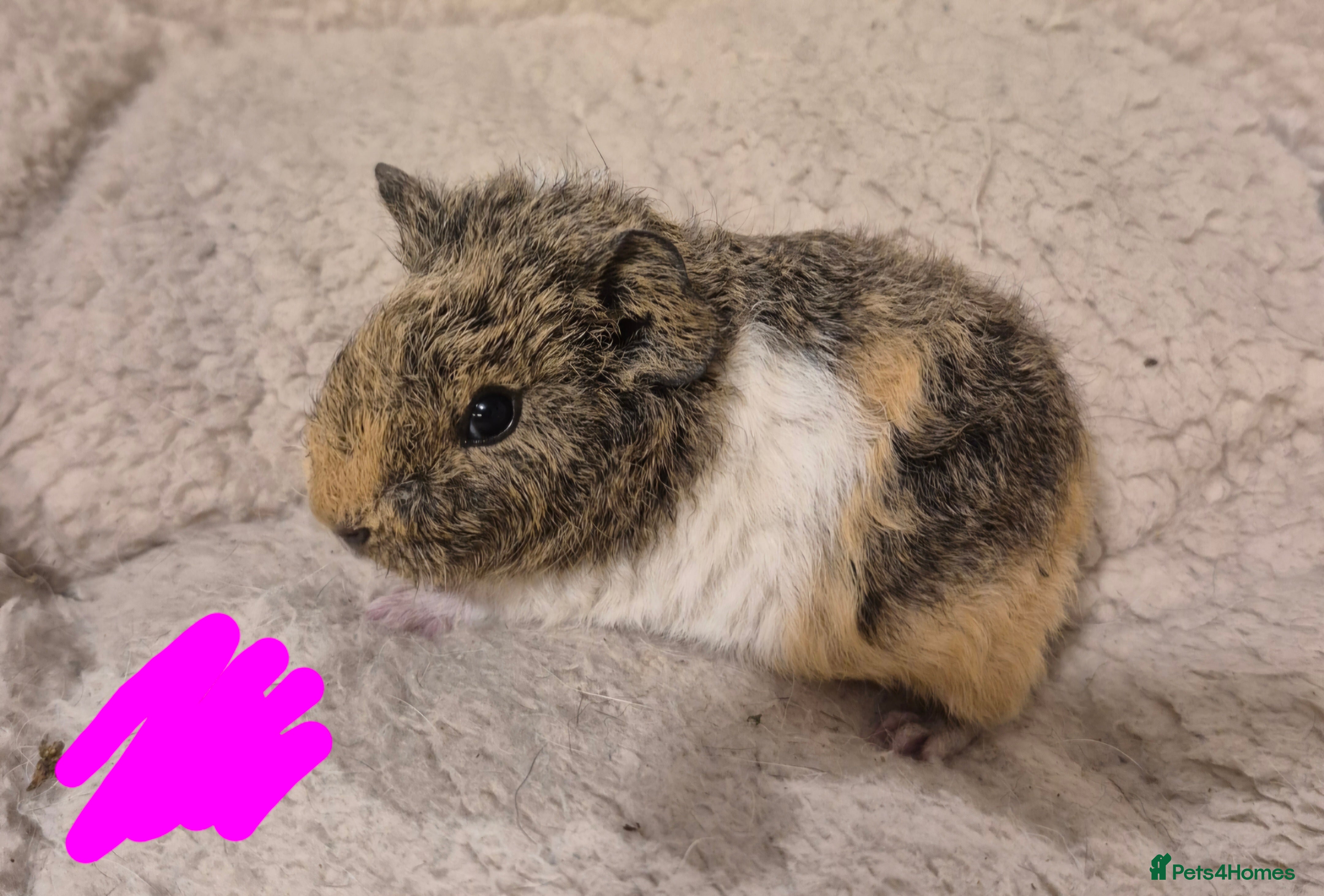 Guinea Pig rodents Sows and Boars available, can deliver x - Advert 12