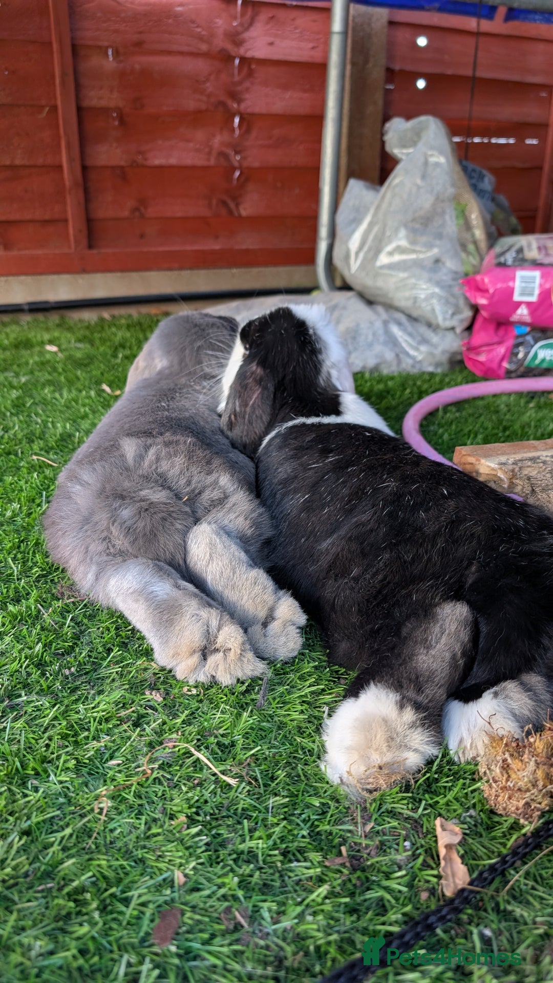 Dwarf Lop rabbits for sale: 2 female dwarf lops (spayed) - Advert 3