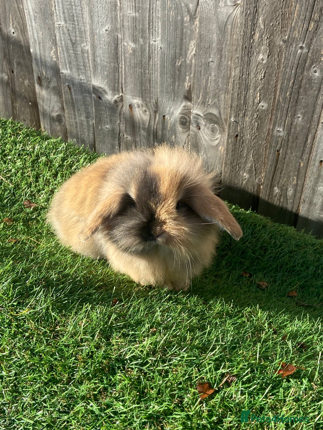 Mini Lion Lop rabbits for sale: ✨ 2 MINI LION LOPS – READY NOW ✨ - Image 4