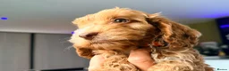 Cockapoo dogs for sale: F1 Cute Fluffy Pups ready to Go Home  - Advert 12