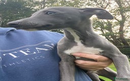 Whippet dogs for sale: 2 whippet puppies remaining ready for new homes - Image 19