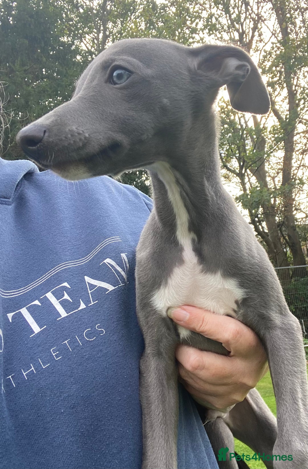 Whippet dogs for sale: 2 whippet puppies remaining ready for new homes - Image 19