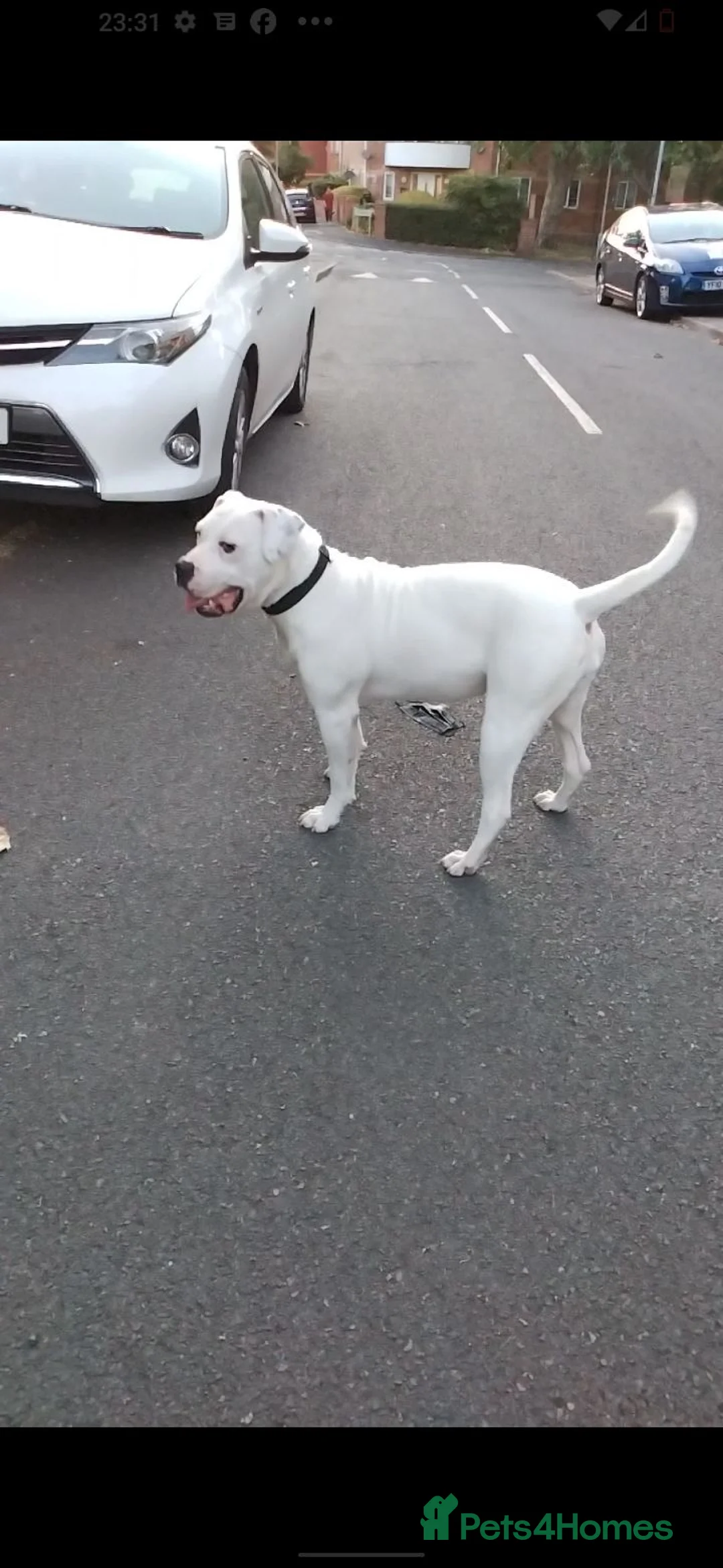 American Bulldog dogs for sale: Female 10, months in Birmingham - Advert 1