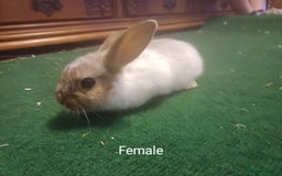 Lionhead rabbits for sale: LAST 1 LEFT!! 4 Cute Baby Lion X Mini Lop Rabbits - Image 5