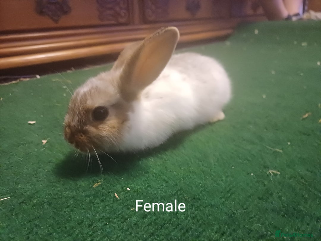 Lionhead rabbits for sale: LAST 1 LEFT!! 4 Cute Baby Lion X Mini Lop Rabbits - Image 5
