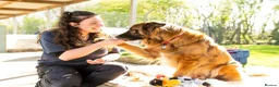 German Shepherd dogs for adoption: Biggie - Advert 4