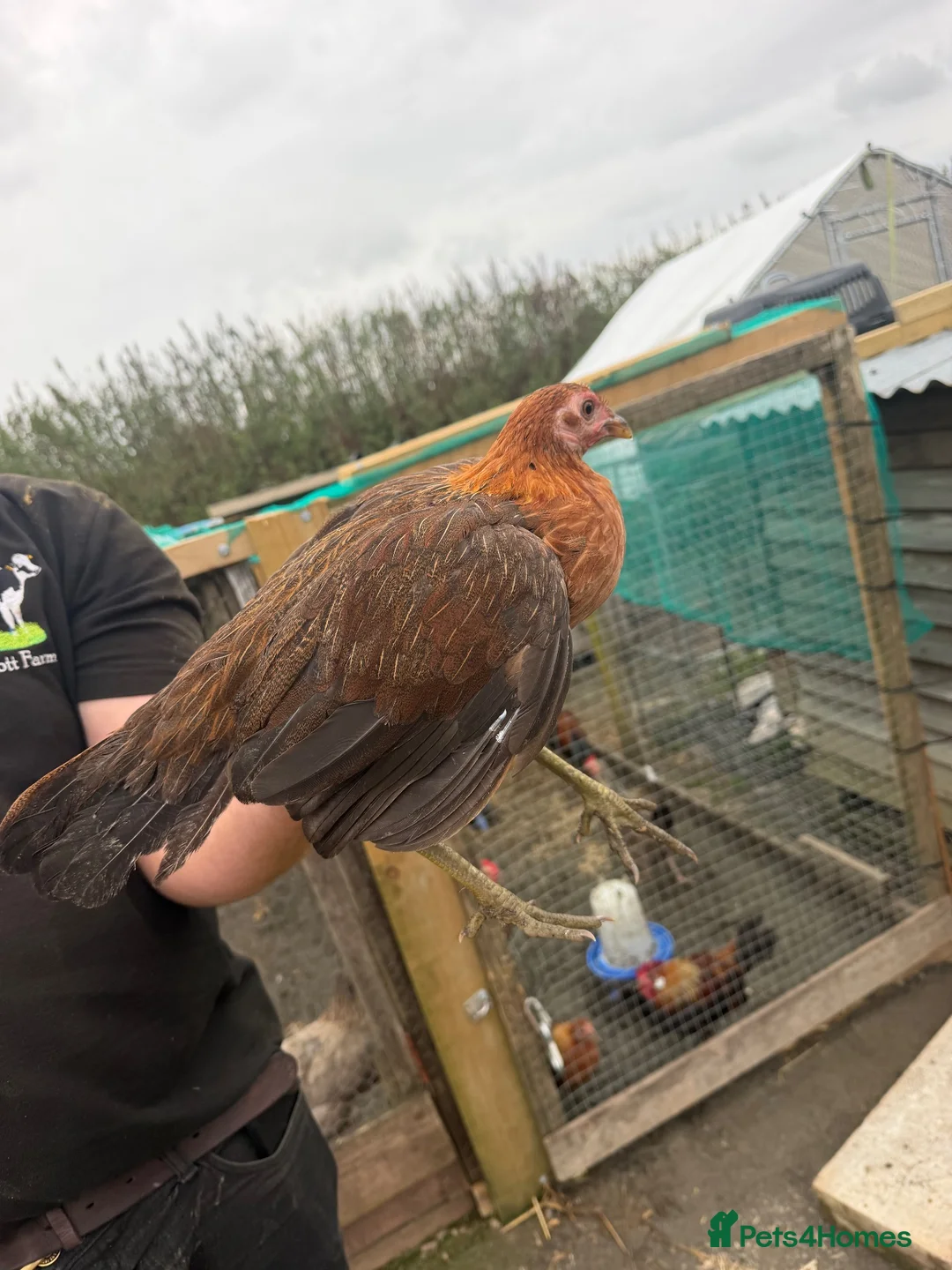 Chickens poultry for sale: Game birds  in Holsworthy - Advert 2