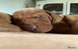 Hungarian Vizsla dogs for sale: Hungarian Vizsla puppies - Image 8