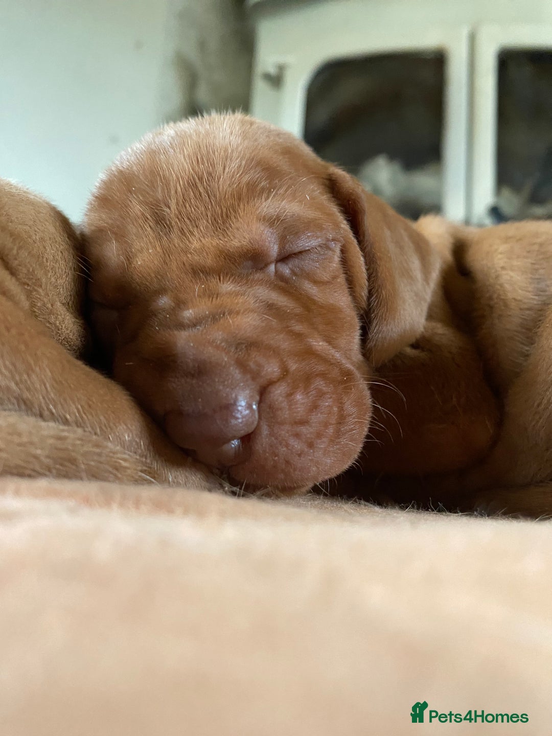 Hungarian Vizsla dogs for sale: Hungarian Vizsla puppies - Image 8