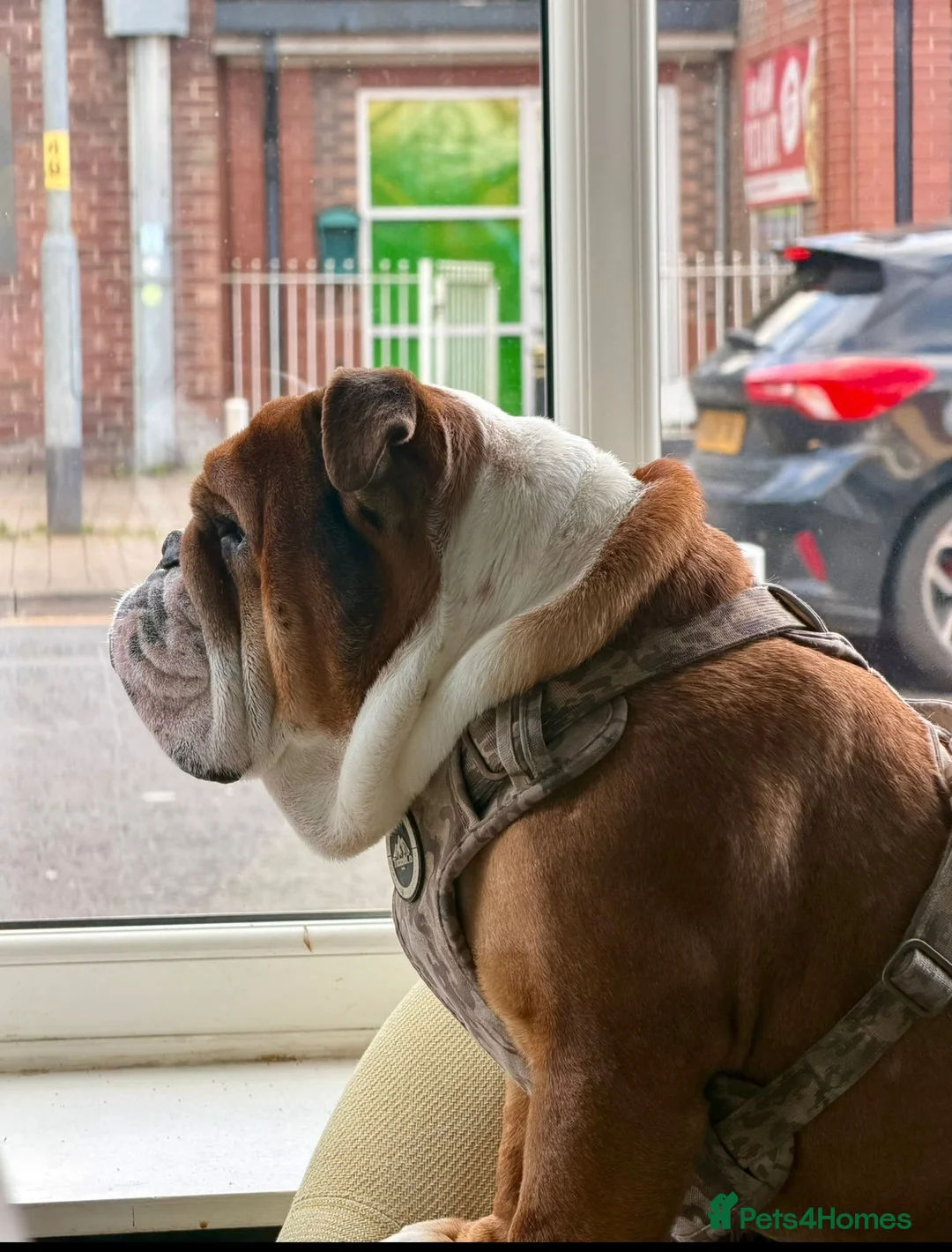 English Bulldog dogs for sale: Puppies Due 21st September Waiting List Now Open  - Advert 5