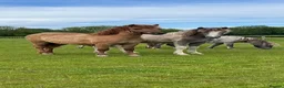 Dartmoor horses for sale: Dartmoor Hill Pony Filly yearling Red Dun - Advert 2