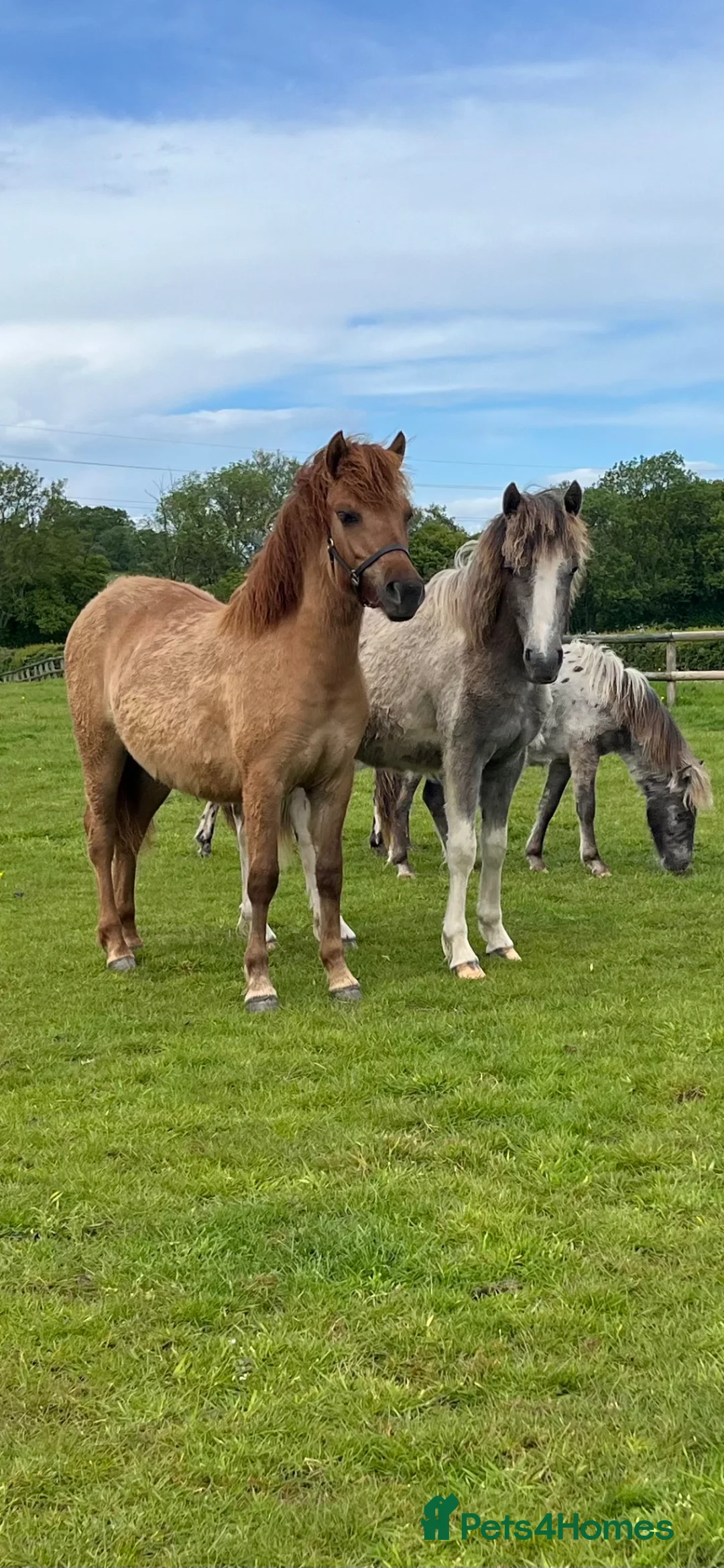 Dartmoor horses for sale: Dartmoor Hill Pony Filly yearling Red Dun - Advert 2