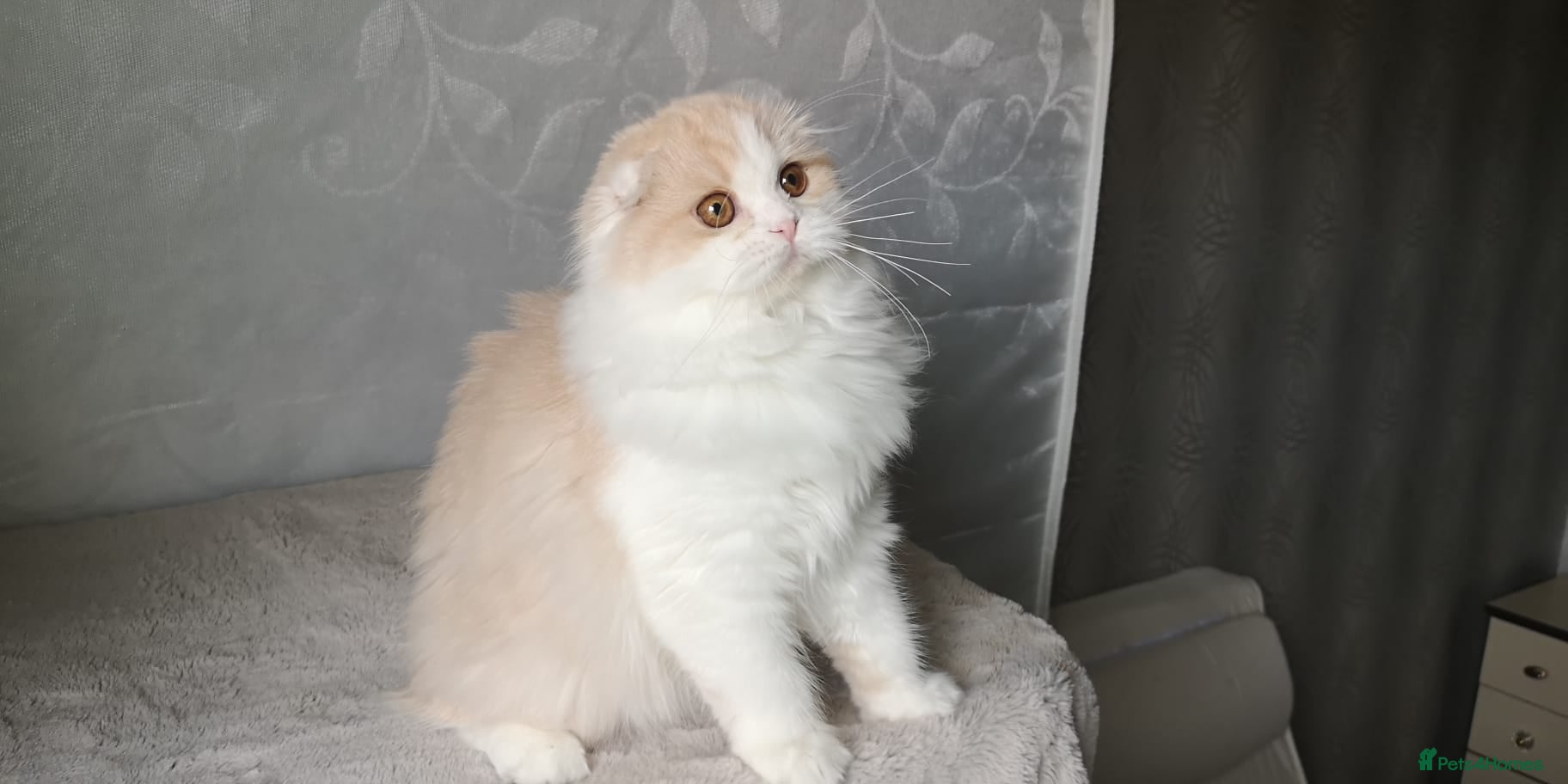 Scottish Fold cats Scottish Fold -  Long Hair - Advert 16