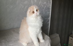 Scottish Fold cats for sale: Scottish Fold -  Long Hair - Image 5