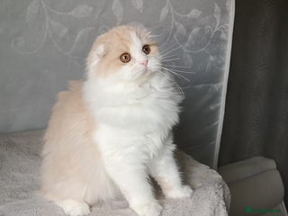 Scottish Fold cats Scottish Fold - Long Hair - Advert 18