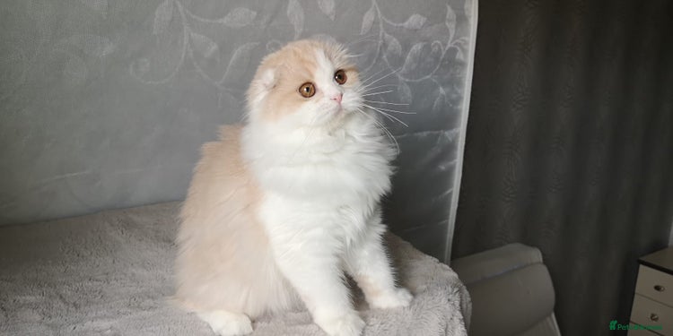 Scottish Fold cats - Advert 14