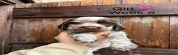 Cocker Spaniel dogs for sale: KC registered cocker spaniel puppies  - Advert 8