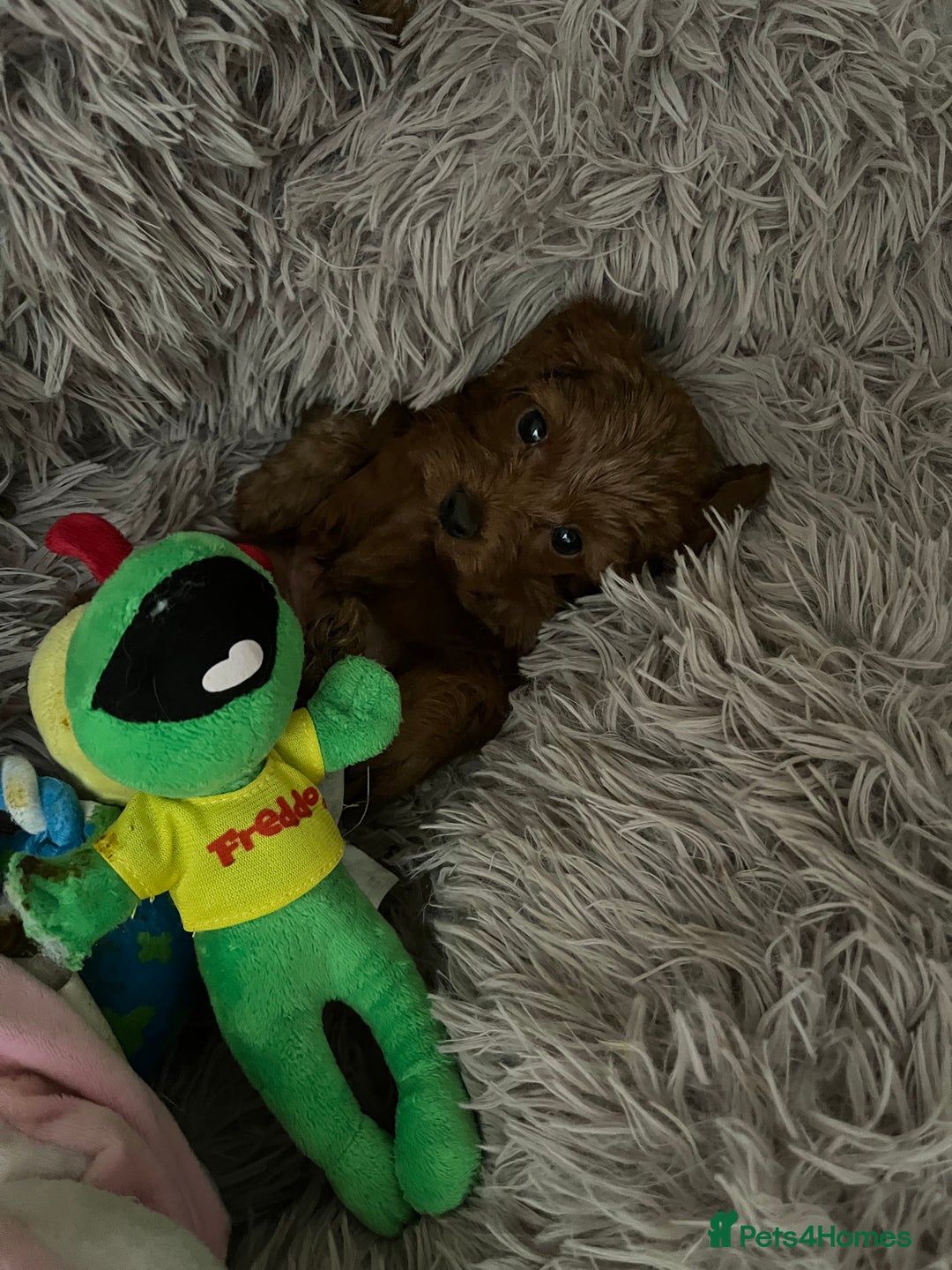 Cavapoo dogs for sale: 5⭐️⭐️⭐️⭐️⭐️F1b Curly Teddy Cavapoo’s DNA/heart  - Image 11