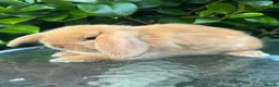 Mini Lop rabbits for sale: Mini lop, holland lop, netherland dwarf - Advert 4