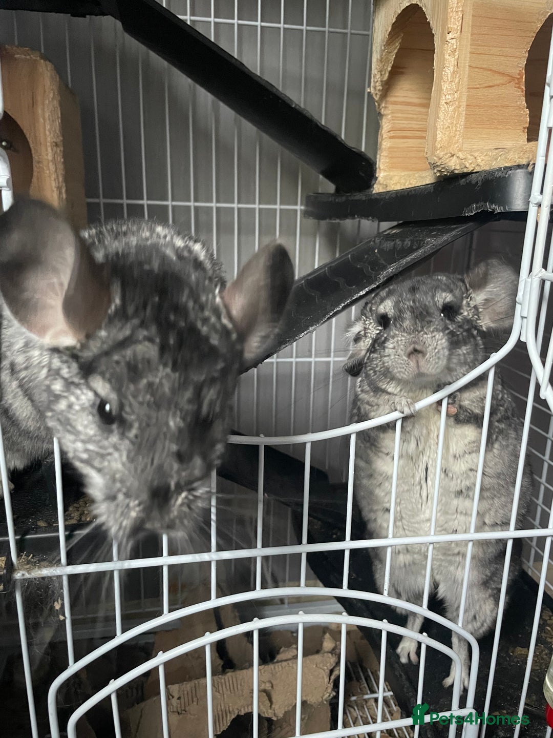 Chinchilla rodents for sale: Pair of female chinchillas looking for a new home - Image 8
