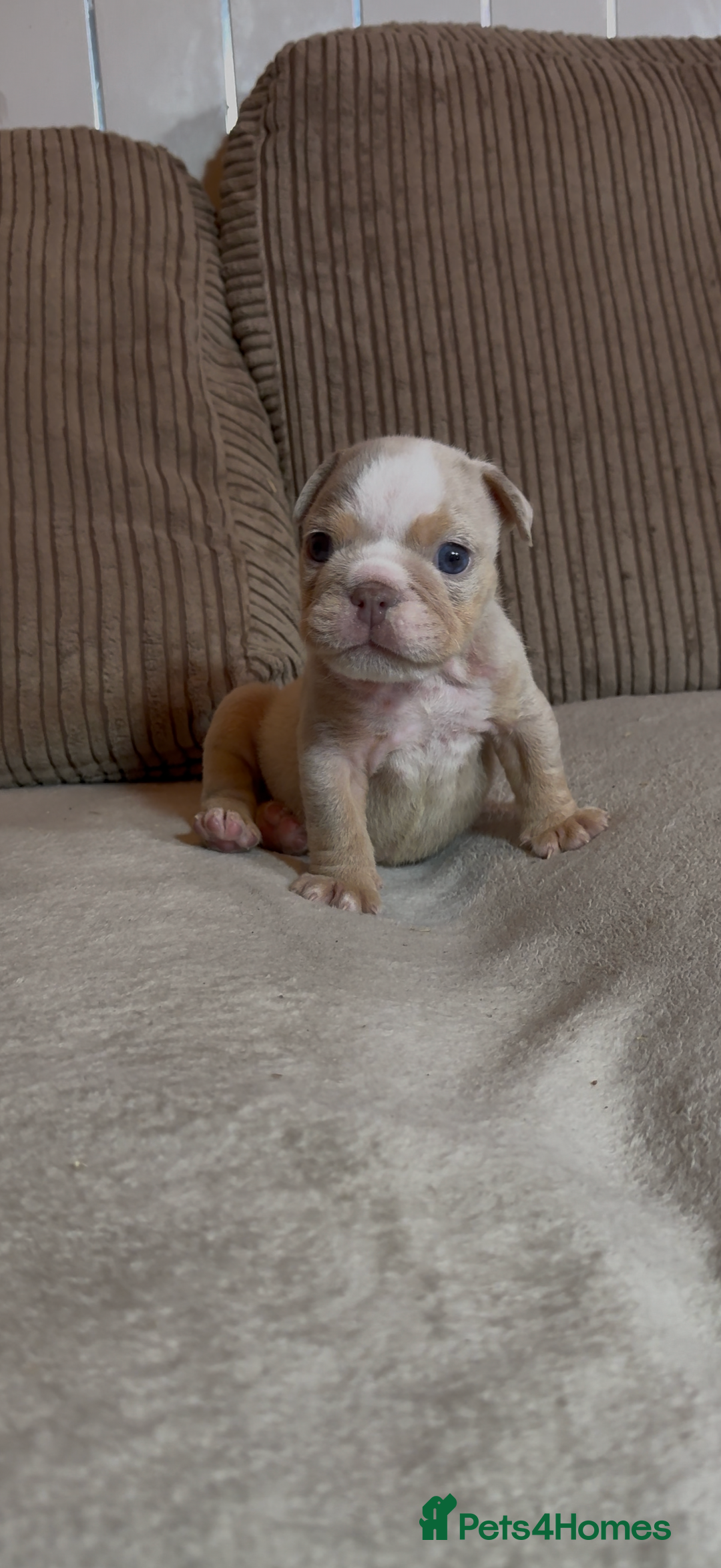 English Bulldog dogs for sale: Quality Merle puppies 🐶 🔥 🔥 🔥  - Advert 2