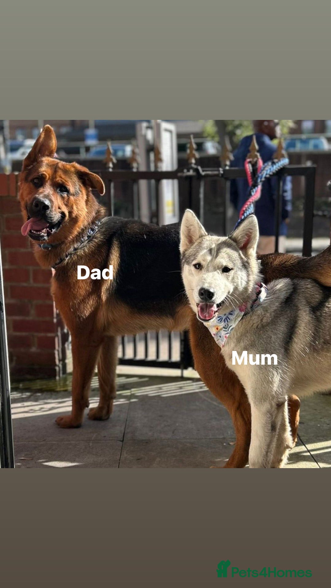 Shepsky dogs for sale: Shepsky puppies for sale - Advert 9