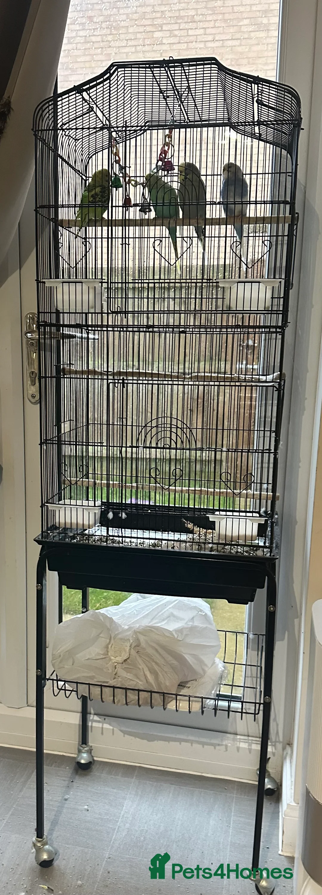 Budgerigars birds for sale: 4 budgies for sale - Advert 4