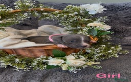 Staffordshire Bull Terrier dogs for sale: Stunning Staff Puppies  - Image 21