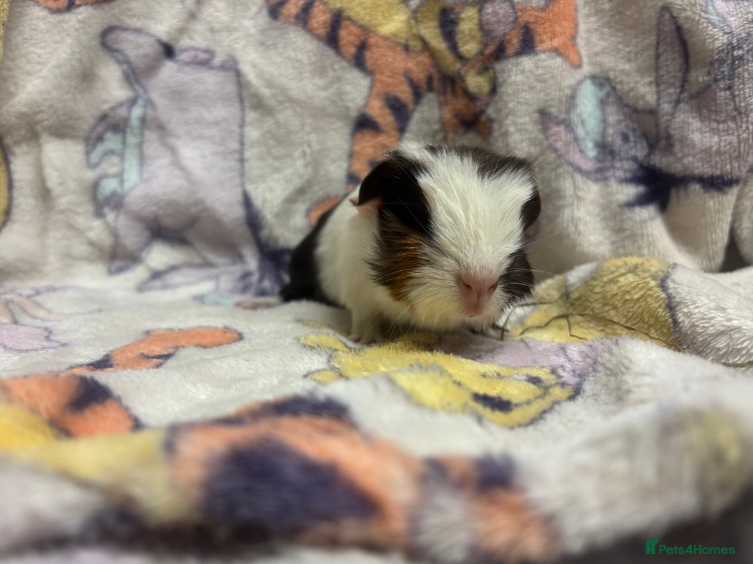 Guinea Pig rodents for sale: 2 beautiful girl piggys  - Advert 19