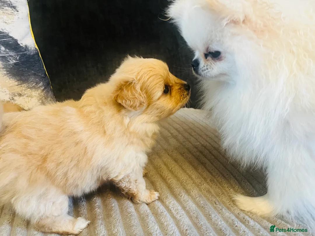 Pomapoo dogs for sale: Stunning pomapoo puppys  - Advert 10