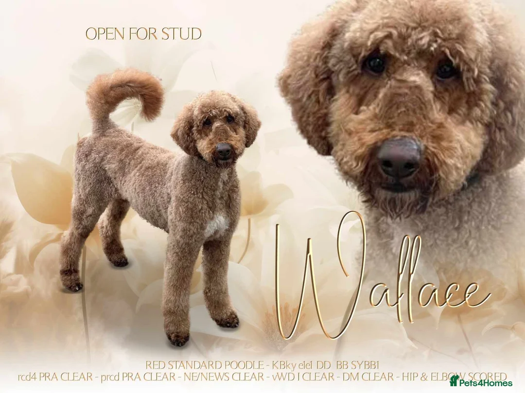 Standard Poodle dogs for stud: Wallace kc reg standard red poodle  in Market Drayton - Advert 10