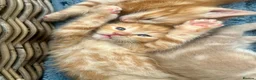 Ragdoll cats for sale: Handsome well handled and social ginger ragdoll x - Advert 14