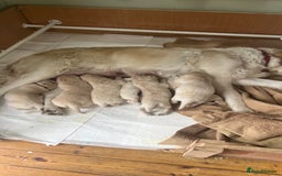 Golden Retriever dogs for sale: Big Boned Golden Retiever Puppies - Image 3