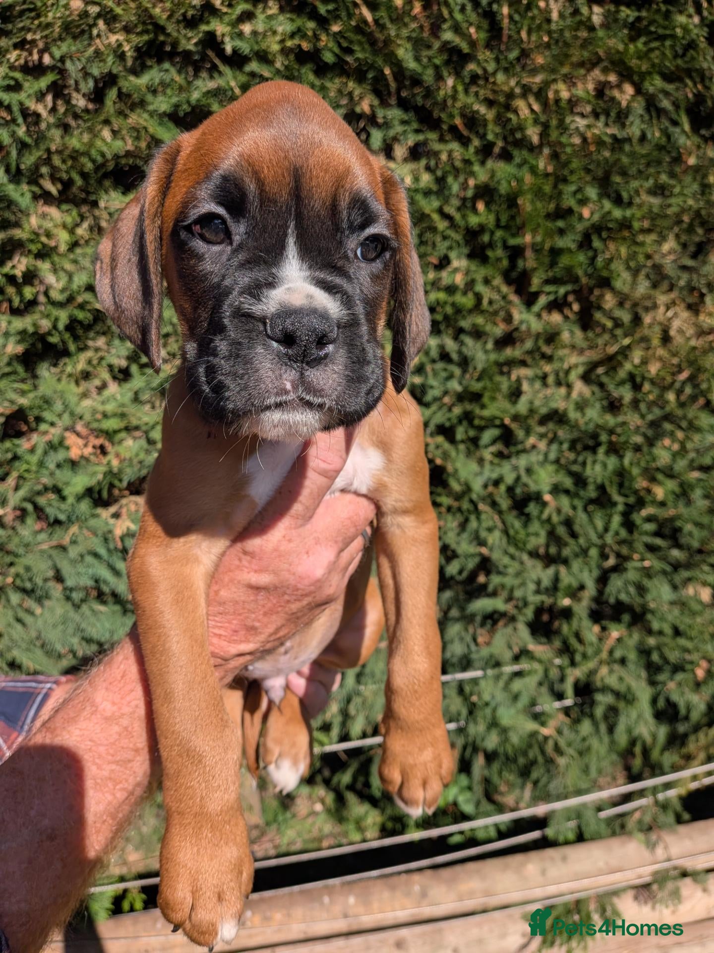 Boxer dogs Flashy litter of KC registered boxer puppies  - Advert 1