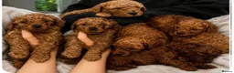 Cavapoo dogs for sale: Ready to leave F1bb deep red Cavapoo puppies  - Advert 4