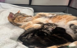 Mixed Breed cats for sale: Mixed Ragdoll / Tabby Adorable Kittens  - Image 5