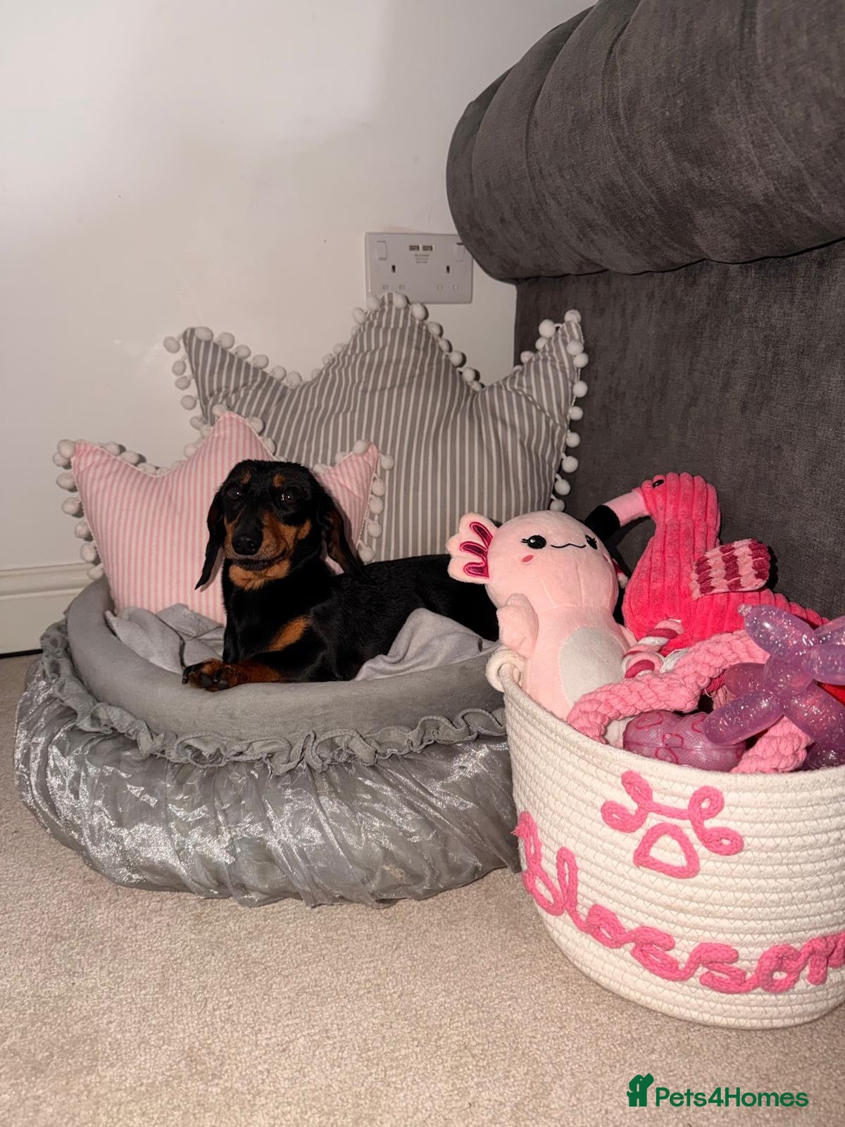 Dachshund dogs dachshund - Advert 2