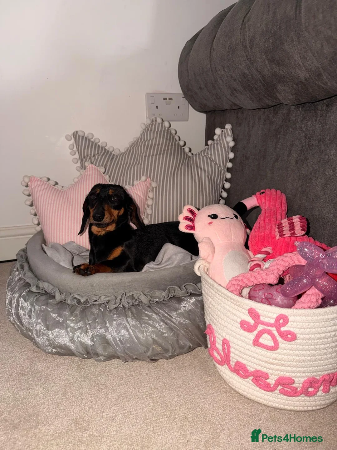 Dachshund dogs for sale: dachshund in Sheerness - Advert 2