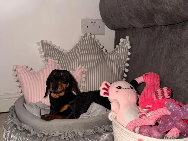 Dachshund dogs dachshund - Advert 2