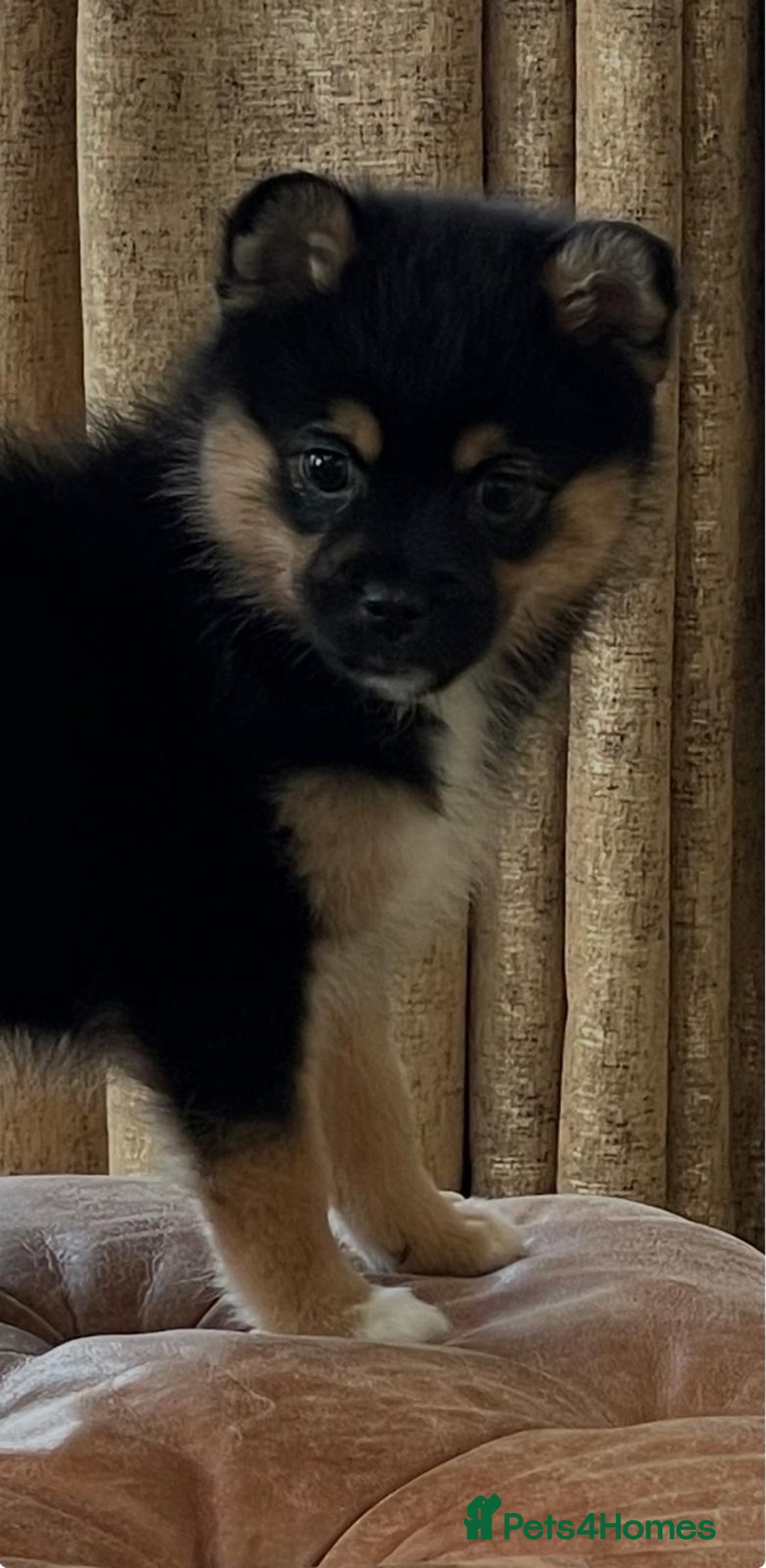 Pomsky dogs for sale: Pomsky Puppies AVAILABLE NOW - Advert 13
