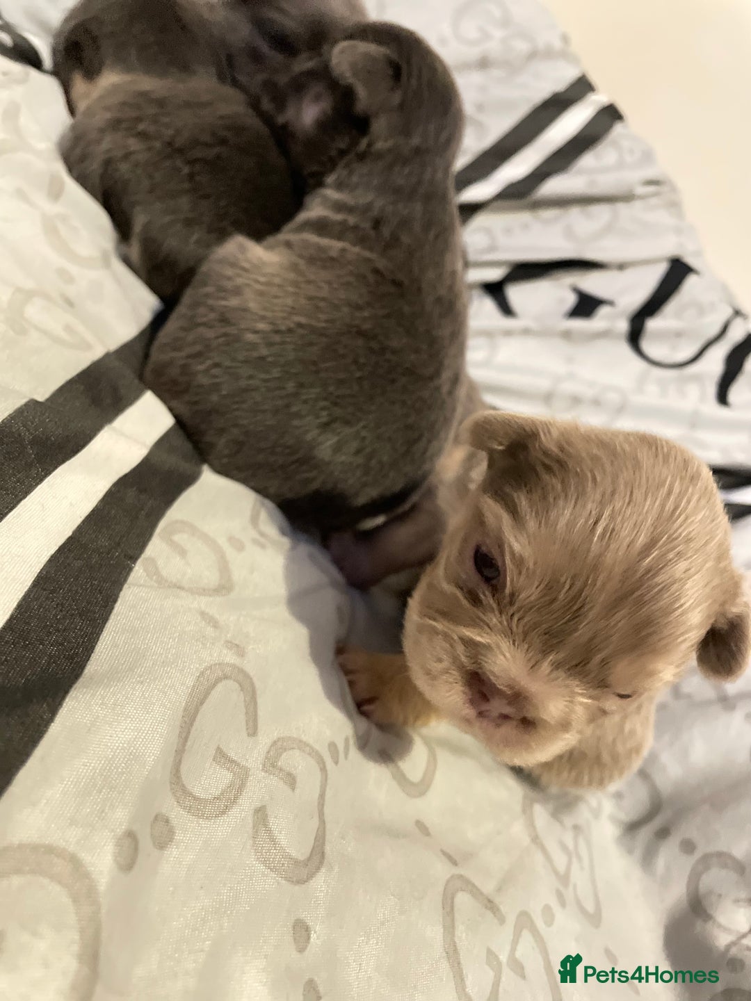 French Bulldog dogs for sale: 🩷🐶🐾6 Adorable fluffy French bulldogs 🩷🐶🐾 - Advert 9