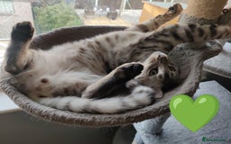 Bengal cats for sale: Only 2 boys left in Saint Helens - Image 10