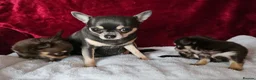 Chihuahua dogs for sale: KC reg Chocolate and tan chihuahua pups for sale - Advert 15