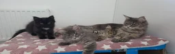 Maine Coon cats for sale: Beautiful Maine Coon Kittens for Sale - Advert 8