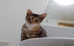 Domestic Shorthair cats for sale: 2 friendly and loveable female tabby cats  - Image 2