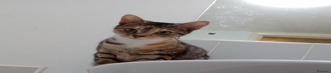 Domestic Shorthair Kitten 1