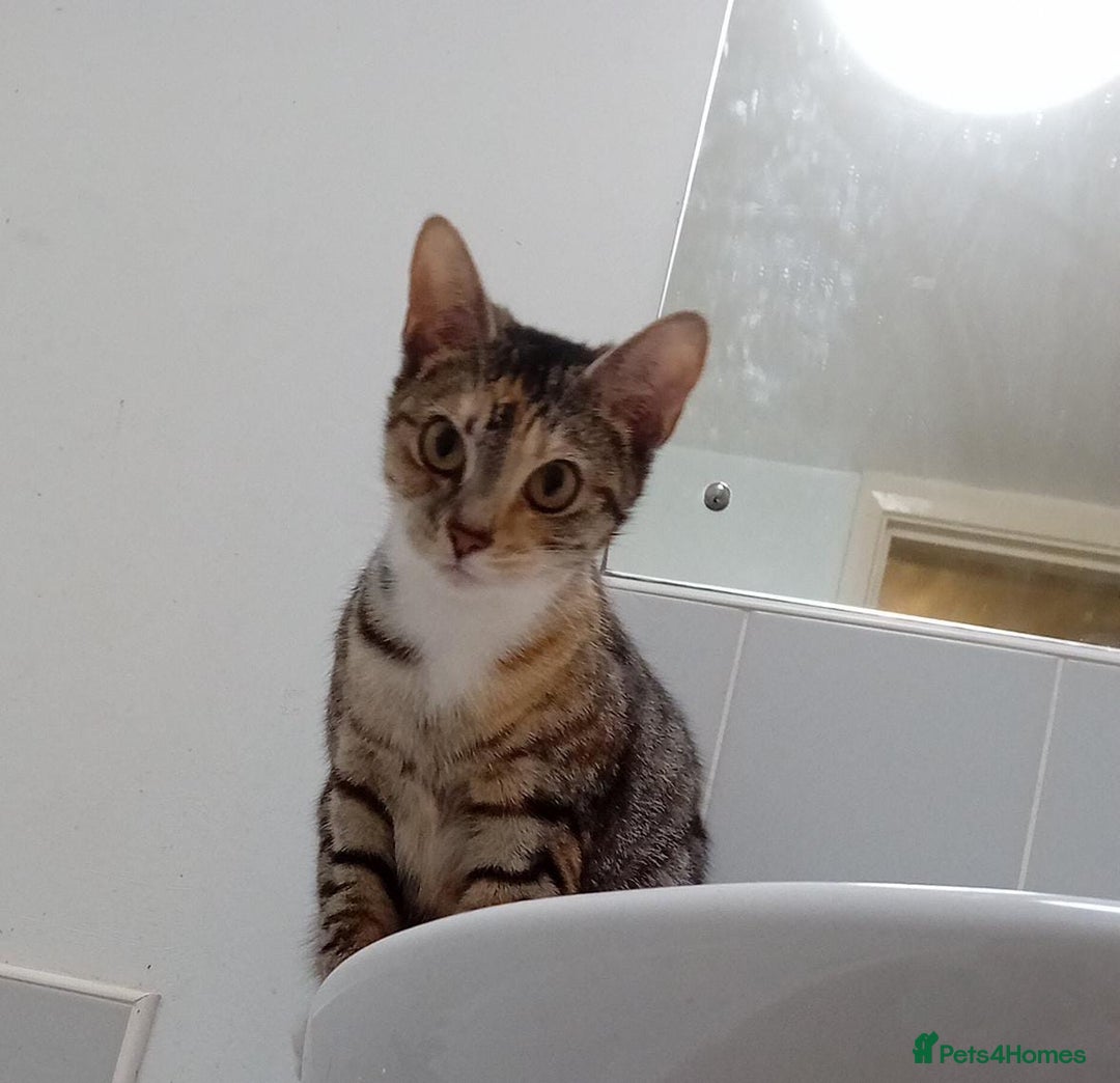 Domestic Shorthair cats for sale: 2 friendly and loveable female tabby cats  - Image 2